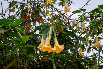 yellow flower on a tree Angel's trumpets © Aaron & Wera