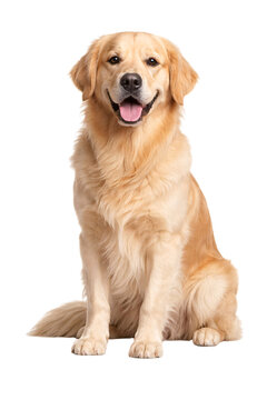 Golden retriever dog sitting and smiling with tongue out on black png isolated transparent