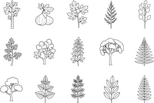 Collection of Hand-Drawn Botanical Illustrations of Various Trees and Plants.