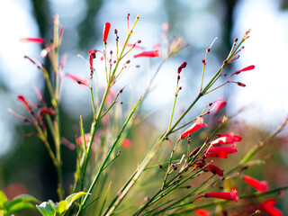 Fototapeta premium Vibrant red tubular firecracker plant flowers on thin green stems backlit against soft bright bokeh sky and foliage background