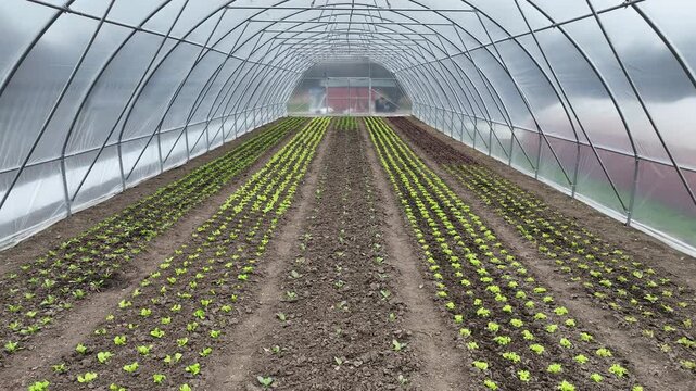Farm greenhouse bio lettuce oak Lactuca sativa kohlrabi cabbage brassica oleracea german turnip or common leafy green agriculture farmland ecological vegetable planted row several various organic