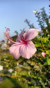 Pink hibiscus flowers seen close up from the side, isolated against the blue sky in the garden.