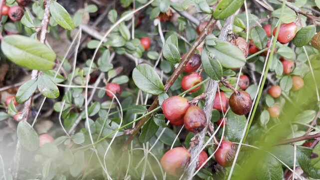 Close up of wild red berries with green leaves in winter season