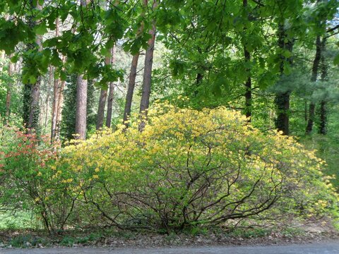 Yellow rododendron bush in the forest