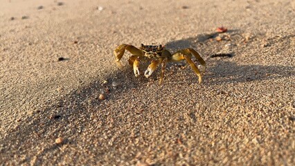 Krab, Morze Czerwone, Egipt ت غالب,  © Maciej G. Szling