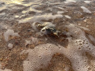 Krab, Morze Czerwone, Egipt ت غالب,  © Maciej G. Szling