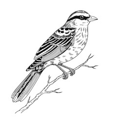 Fototapeta premium A detailed black and white illustration of a small bird perched on a branch