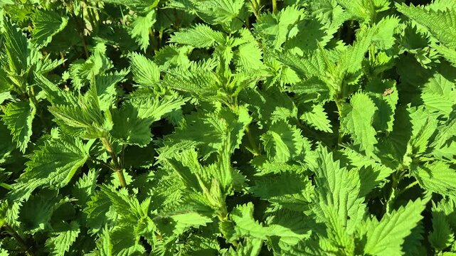 Side moving the view of stinging nettles or urtica medicinal herb.
