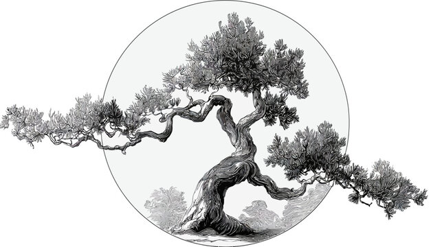 Grayscale ink drawing of a gnarled, twisting pine tree inside a clean round white frame
