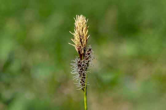 Flowering Spring Sedge (Carex caryophyllea) on green background