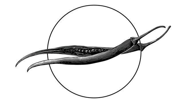 Two pod plants, one split open with seeds inside, in a circle; black and white art