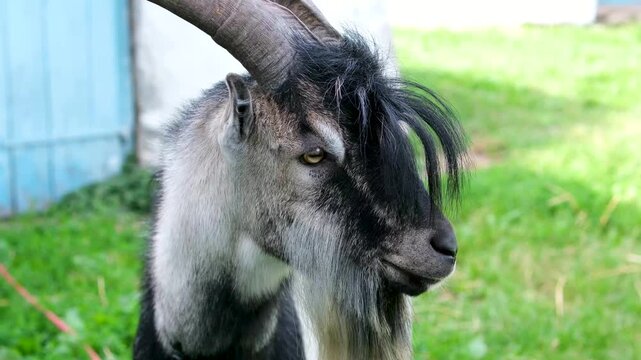 Domestic goats feed in a rural livestock enclosure. Close view shows ruminating herd, fenced husbandry setting, calm farm animals at rest.