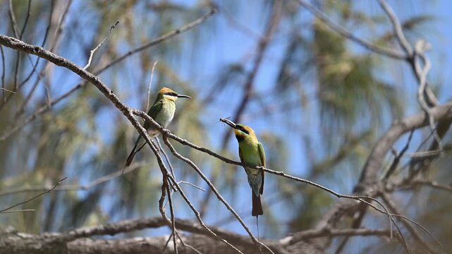 Rainbow Bee Eater Perched on a branch in Atherton Tablelands