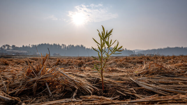Sustainable agroforestry system with young plant growing in dry field under sunlight showing hope for environmental restoration and climate resilience