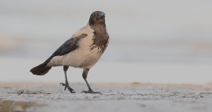 Hooded Crow (Corvus cornix) Drinking from Water Puddle on Sandy Beach and Calling.