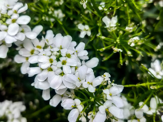 Fototapeta premium Weiße Blumen