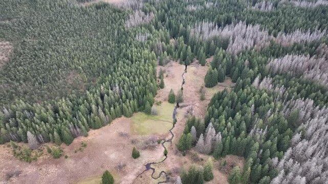 Jeseniky drone shot during autumn with spruce trees Picea forest birds eye top view footage. Famous tourist place dynamic floodplain forest in Hruby Jesenik aerial mountains protected landscape area