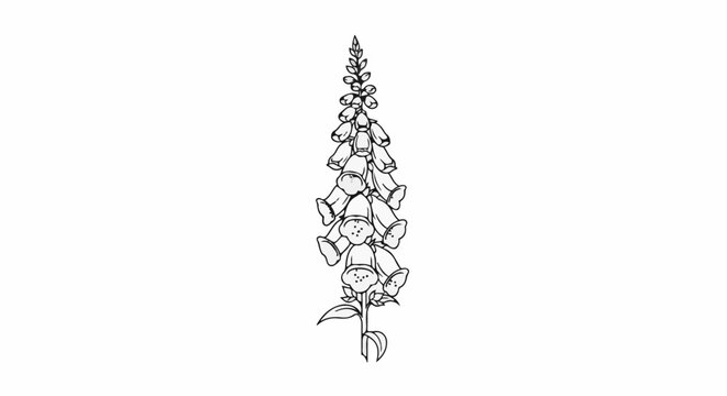 A black and white line drawing of a tall foxglove flower with bell-shaped blooms