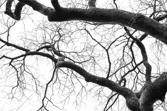 Black and white close-up of a curved pine tree trunk with rich texture and organic shapes. Dramatic perspective and natural patterns create an abstract nature background.