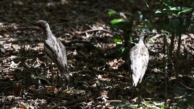 Two Stone Curlews in Atherton Tablelands Rainforest