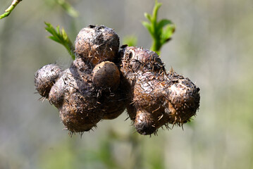 Fototapeta premium Swelling on rose plant caused by gall wasp. Swellings on rose plants caused by Diplolepis mayri, a gall wasp. Other common names are bedeguar gall wasp, mossyrose gall wasp and Robin's pincushion.
