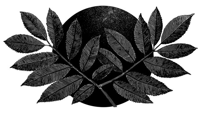 Stylized, grayscale illustration of overlapping leaves arranged around an irregular dark circle