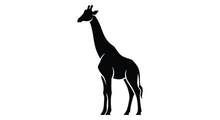 A striking black giraffe stands gracefully against a white backdrop silhouette © nhpvect02
