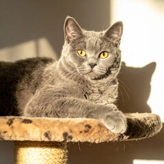 Fototapeta premium British Shorthair cat resting on a cat tree in warm sunlight and soft sunbeams in a cozy home interior. Relaxed indoor pet lifestyle scene with copy space.