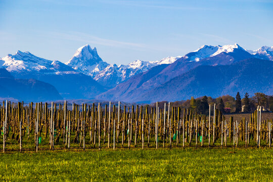 Panoramic view of the hillsides of Juran&ccedil;on and its vineyard with the snow-capped Pyrenees peaks in the background in spring including the Pic du Midi d'Ossau