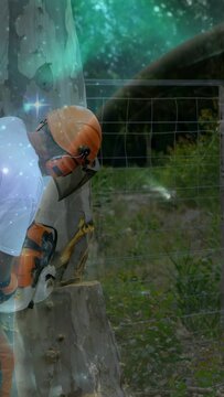 Vertical video: Landscaper positioning chainsaw and cutting stump for removal starry nebula overlay