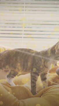 Vertical video: Tabby kitten walking on yellow blanket, sun flare crossing body, seeking warmth
