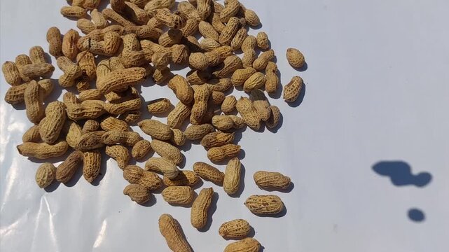 A pile of roasted peanuts in their shells, scattered on a white surface, with a soft shadow cast by the sunlight
