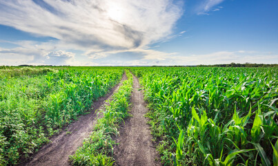 Fototapeta premium Vibrant green cornfield stretches under bright blue sky