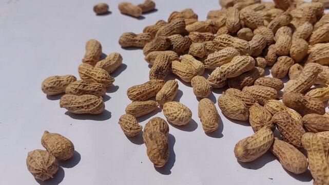 Raw Unshelled Peanuts Scattered on White Background under Bright Sunlight