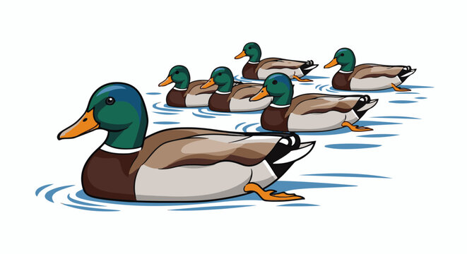 A group of mallard ducks swimming together in blue water