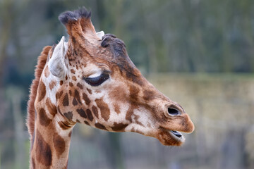 Fototapeta premium Close-up portrait of a majestic giraffe with its distinctive patterned coat, captured in a serene moment against a blurred natural background.