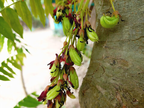 Fresh bilimbi fruits and red flowers growing on a tree branch with green garden in the background.