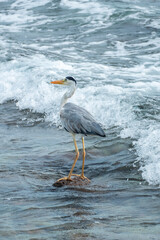 Fototapeta premium Great blue heron on the beach