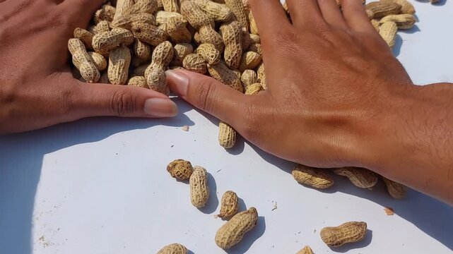 Human hands gently gathering and arranging a fresh harvest of wholesome, raw peanuts in their shells, symbolizing natural produce and sustainable agriculture