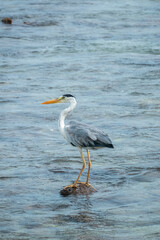 Fototapeta premium Great blue heron on the beach