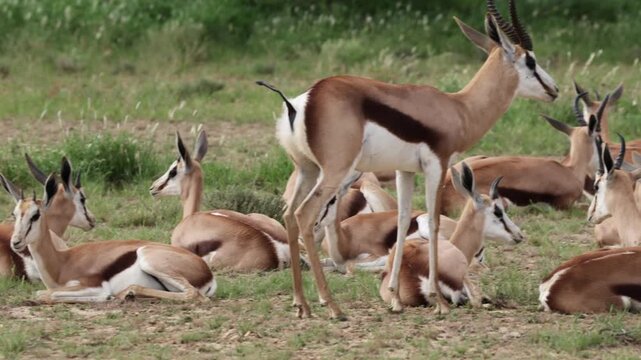 a large herd of springbok resting