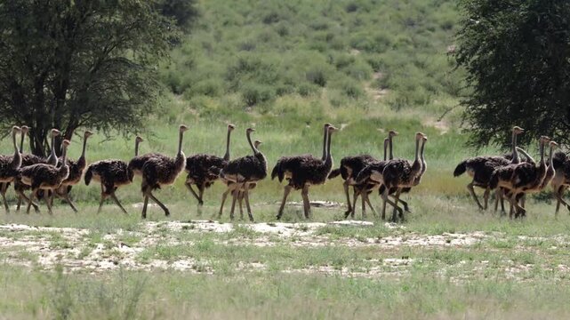a huge wobble of ostriches