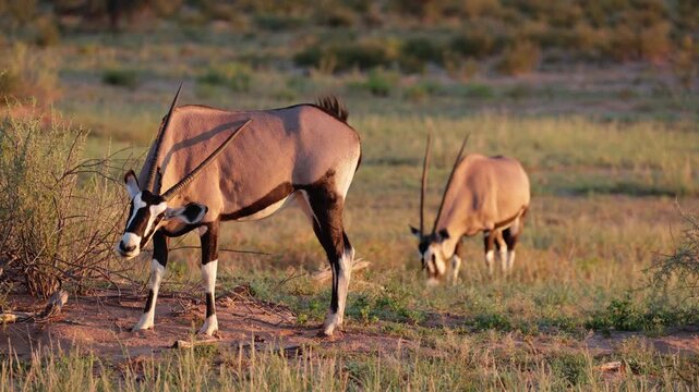 Gemsbok grazing in golden light
