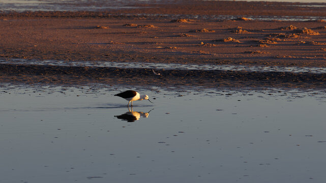 Andean Avocet in Chaxa Lagoon, Chile