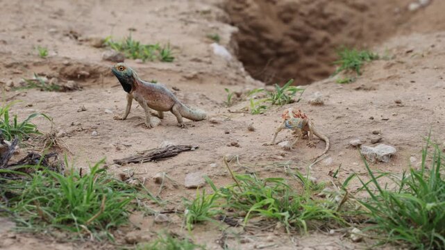  Common ground agama male and female
