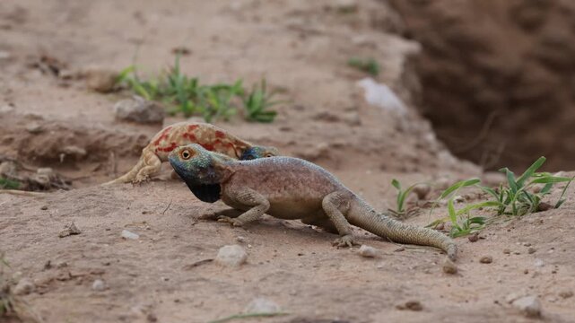  Common ground agama male and female