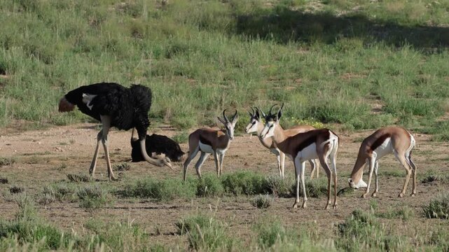  Springbok and ostriches feeding together