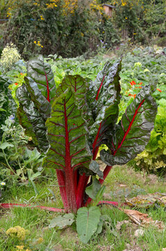poir&eacute;e &agrave; cardes rouges