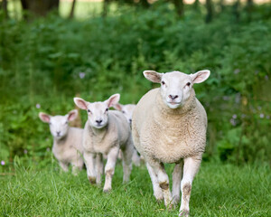 Fototapeta premium A gentle ewe leads her three adorable lambs through a vibrant green pasture, showcasing family bond and pastoral beauty.