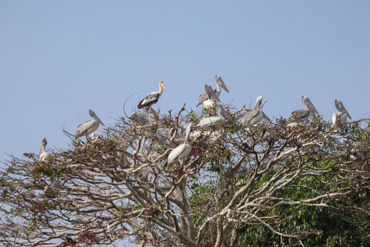 A flock of Painted stork and spot-billed pelican birds nesting on a tree at a lake in India.